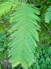 Leucaena esculenta