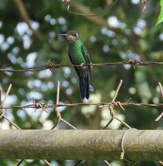 Heliodoxa leadbeateri