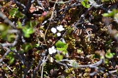 Cardamine bellidifolia
