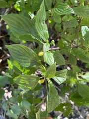 Cornus sessilis