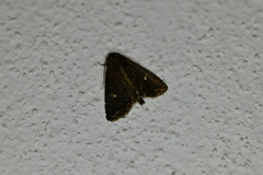 Condica albigera