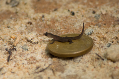 Coleodactylus meridionalis