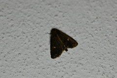 Condica albigera