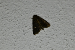 Condica albigera