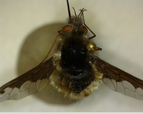 iNaturalist observation photo of Greater Bee Fly