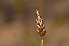 Ecdeiocolea monostachya