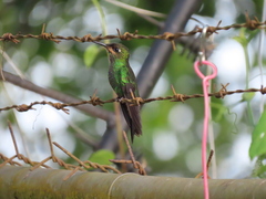 Heliodoxa leadbeateri
