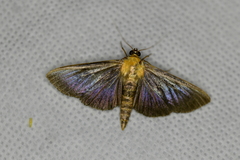 Phostria citrinalis
