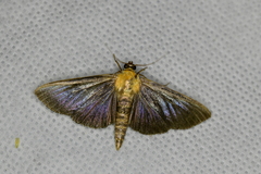 Phostria citrinalis