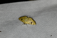 Phaedropsis alitemeralis