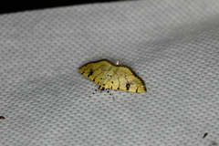 Phaedropsis alitemeralis
