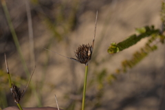 Mesomelaena pseudostygia