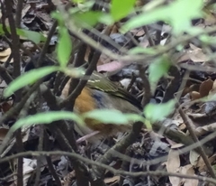 Pipilo maculatus macronyx