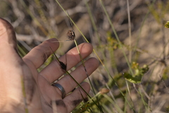 Mesomelaena pseudostygia
