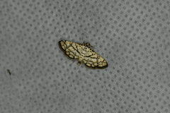Hileithia rehamalis
