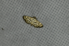 Hileithia rehamalis