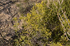 Synaphea spinulosa