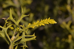 Synaphea spinulosa