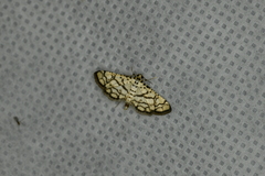 Hileithia rehamalis
