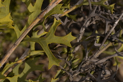 Synaphea spinulosa