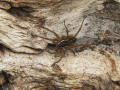 Diapontia uruguayensis