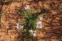Macgregoria racemigera