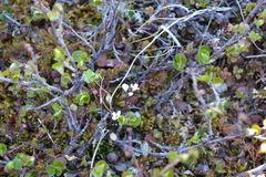 Cardamine bellidifolia