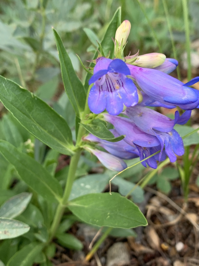 Alpine Sawsepal Penstemon from Arapaho & Roosevelt National Forests ...