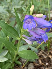 Penstemon glaber alpinus