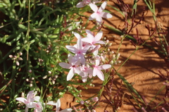 Macgregoria racemigera