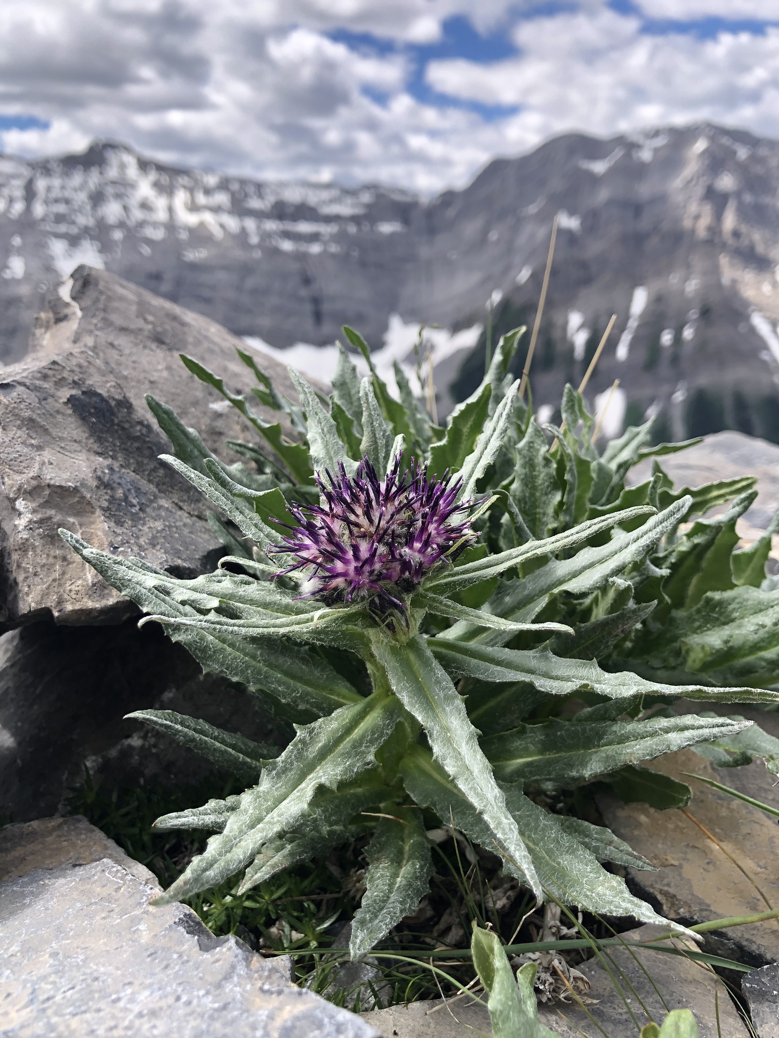 Saussurea nuda