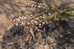 Scholtzia uberiflora
