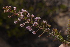 Scholtzia uberiflora