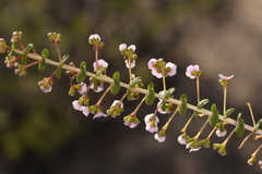 Scholtzia uberiflora