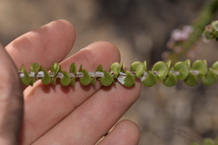 Scholtzia uberiflora