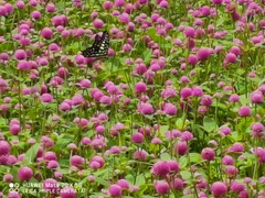 Graphium agamemnon
