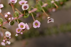 Scholtzia uberiflora