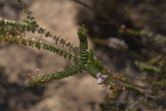 Scholtzia uberiflora