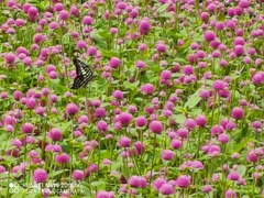 Graphium agamemnon
