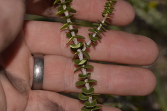 Scholtzia uberiflora