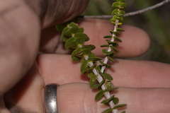 Scholtzia uberiflora