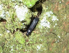 Colydium elongatum