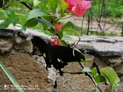 Papilio helenus