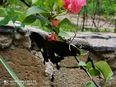 Papilio helenus
