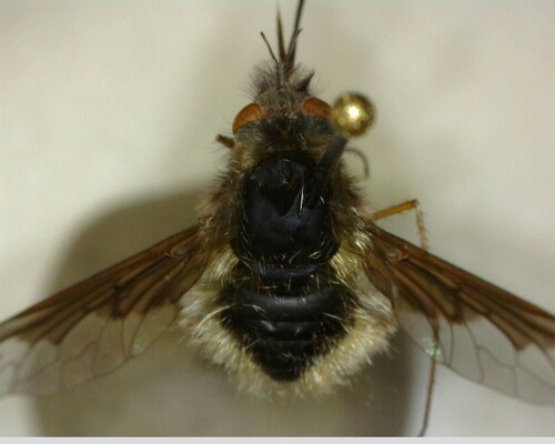 iNaturalist observation photo of Greater Bee Fly