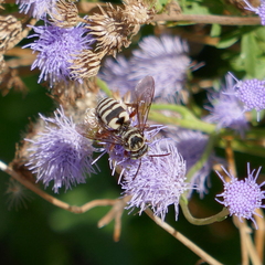 Triepeolus grandis