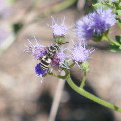Triepeolus grandis