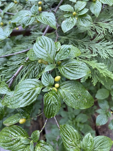 Blackfruit dogwood (Cornus sessilis)