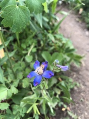 Delphinium sutherlandii