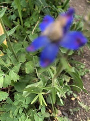 Delphinium sutherlandii